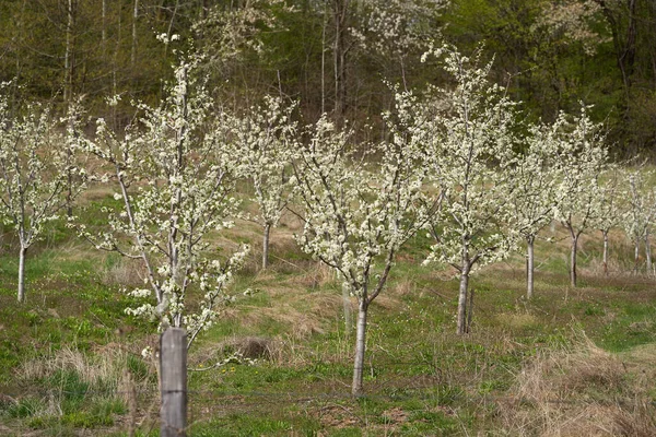 Blühende Pflaumenbäume Obstgarten Auf Dem Land — Stockfoto