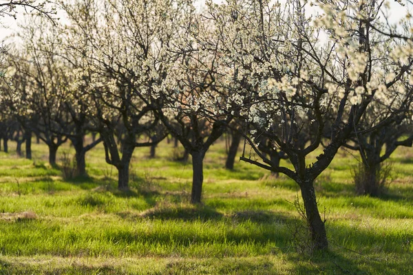 Floreciente Huerto Ciruelas Finales Primavera Principios Del Verano Campo — Foto de Stock