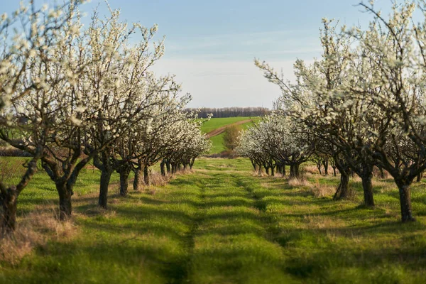 Blooming Plum Orchard Late Spring Early Summer Countryside — 스톡 사진