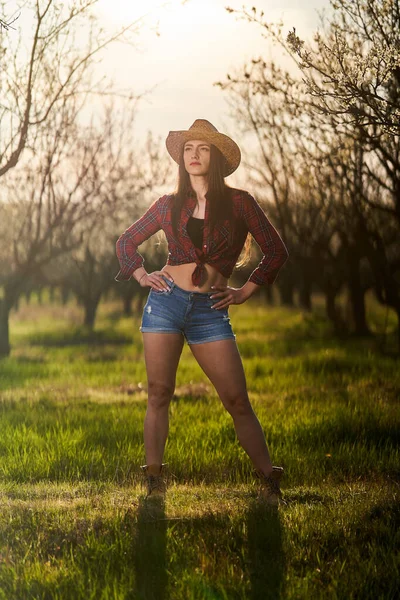 Joven Campesina Atractiva Camisa Cuadros Jeans Cortos Huerto Ciruelas Flor —  Fotos de Stock