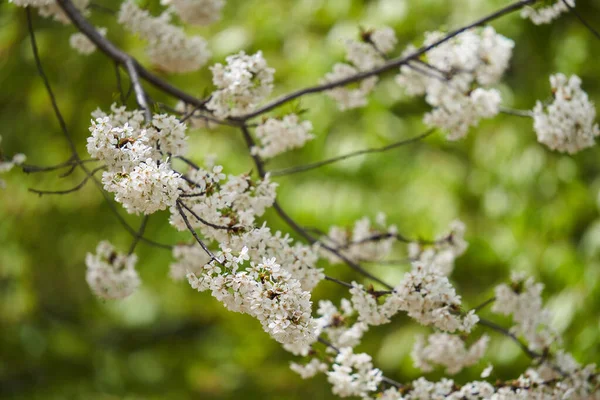 盛开的野樱桃树 开了很多小花 — 图库照片