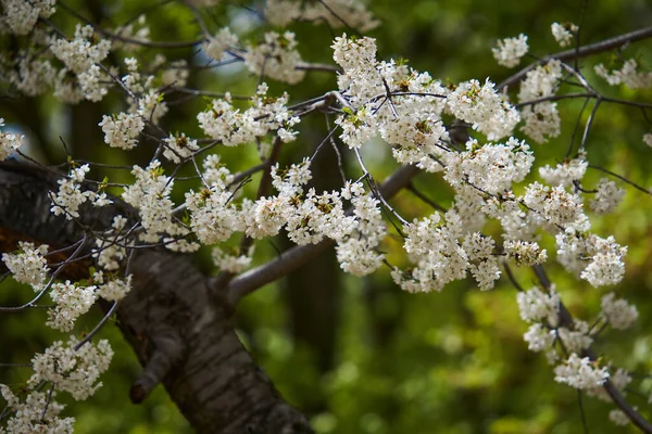 Wild Cherry Tree Full Bloom Lots Tiny Flowers — Stok fotoğraf
