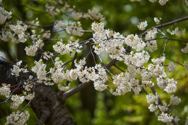 Divoká Třešeň Plném Květu Spoustou Drobných Květů — Stock fotografie