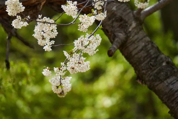 Divoká Třešeň Plném Květu Spoustou Drobných Květů — Stock fotografie