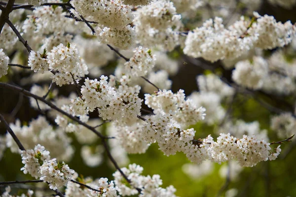 盛开的野樱桃树 开了很多小花 — 图库照片