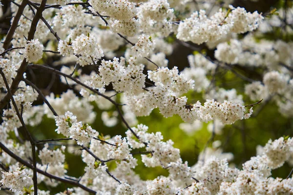 Wild Cherry Tree Full Bloom Lots Tiny Flowers — стоковое фото