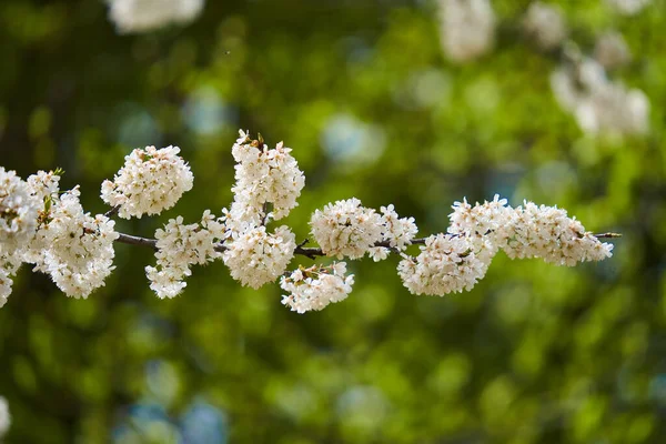 Wild Cherry Tree Full Bloom Lots Tiny Flowers — стоковое фото
