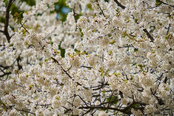 Wild Cherry Tree Full Bloom Lots Tiny Flowers — Stok fotoğraf