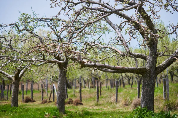 Apple Trees Orchard Late Spring Early Summer Ready Bloom — Stock Photo, Image