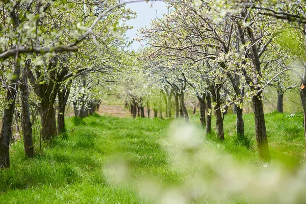 Apple Trees Orchard Late Spring Early Summer Ready Bloom —  Fotos de Stock