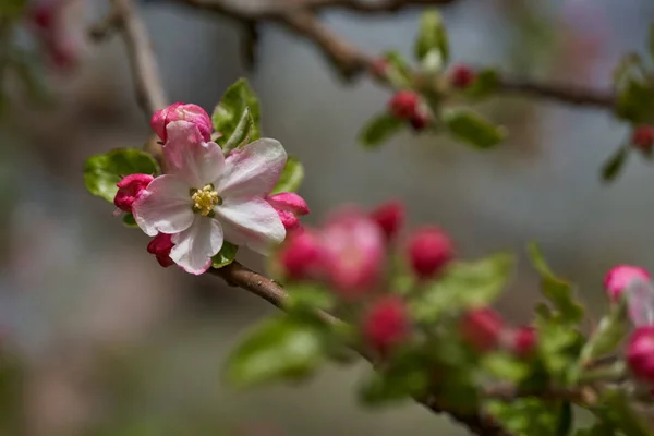 Κλείσιμο Του Ροζ Κόκκινα Λουλούδια Μήλο Ανθοφορία Εποχή — Φωτογραφία Αρχείου