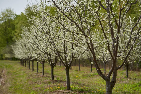Blooming Plum Trees Orchard Countryside — стоковое фото