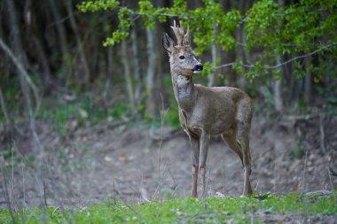 Ormandaki değişen kürk mevsiminde genç çaylak