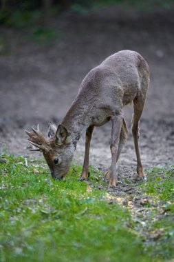 Ormandaki değişen kürk mevsiminde genç çaylak