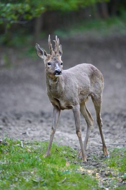 Ormandaki değişen kürk mevsiminde genç çaylak