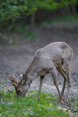 Ormandaki değişen kürk mevsiminde genç çaylak