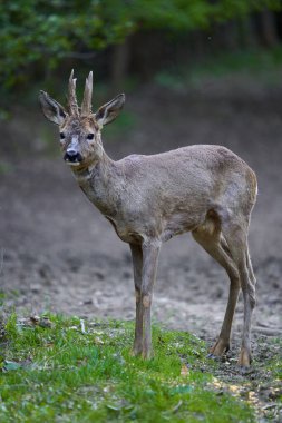 Ormandaki değişen kürk mevsiminde genç çaylak