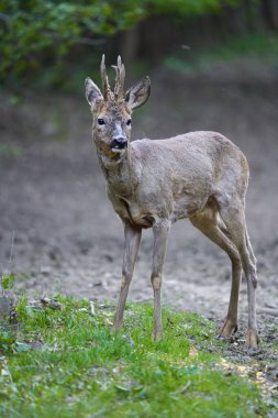 Ormandaki değişen kürk mevsiminde genç çaylak