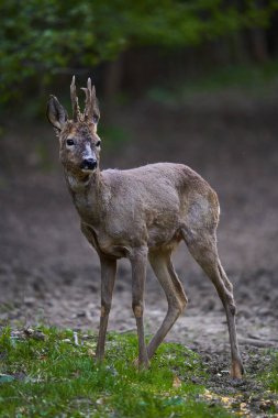 Ormandaki değişen kürk mevsiminde genç çaylak