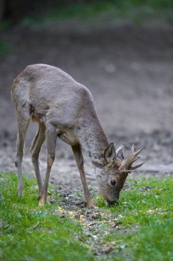 Ormandaki değişen kürk mevsiminde genç çaylak