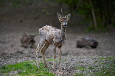 Ormandaki değişen kürk mevsiminde genç çaylak