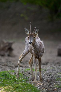 Ormandaki değişen kürk mevsiminde genç çaylak