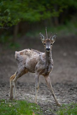 Ormandaki değişen kürk mevsiminde genç çaylak