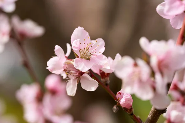 Peach Tree Flowers Full Bloom Macro Shot Orchard — Photo