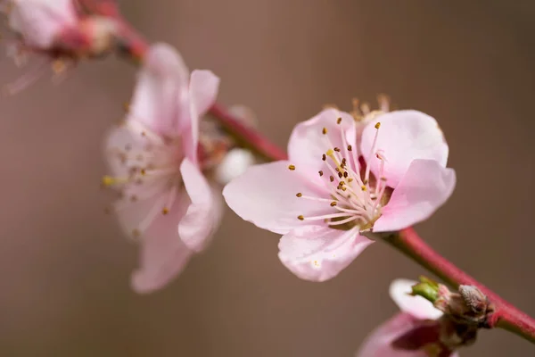 Peach Tree Flowers Full Bloom Macro Shot Orchard — Fotografia de Stock