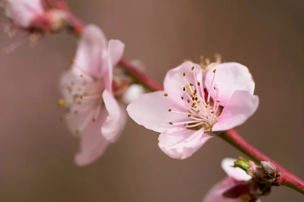 Fleurs Pêcher Pleine Floraison Plan Macro Dans Verger — Photo