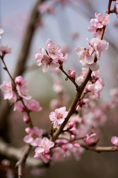 満開の桃の木の花 果樹園でマクロショット — ストック写真