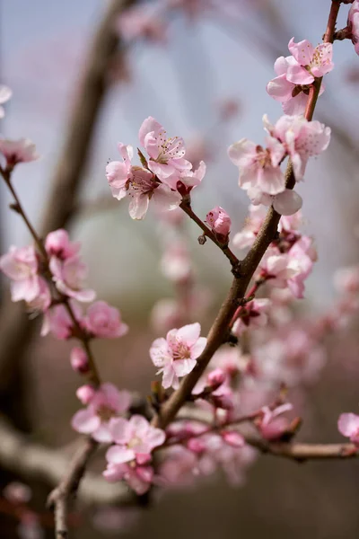 Peach Tree Flowers Full Bloom Macro Shot Orchard — Stockfoto