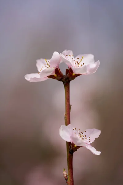 Pfirsichbaumblüten Voller Blüte Makroaufnahme Einem Obstgarten — Stockfoto