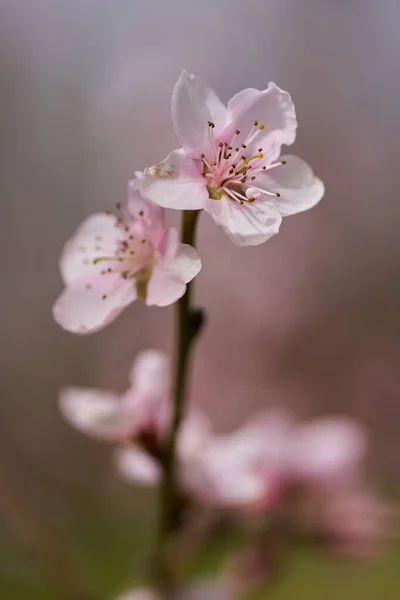 Peach Tree Flowers Full Bloom Macro Shot Orchard — Photo