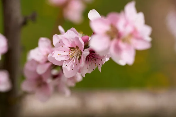 Peach Tree Flowers Full Bloom Macro Shot Orchard — Stockfoto