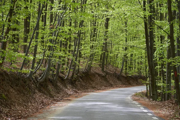 Άδειος Ασφαλτοστρωμένος Δρόμος Που Περνά Μέσα Από Δάσος Οξιάς Καλοκαίρι — Φωτογραφία Αρχείου