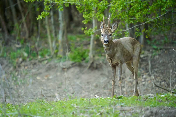 Young Roebuck Changing Fur Season Forest — Foto Stock