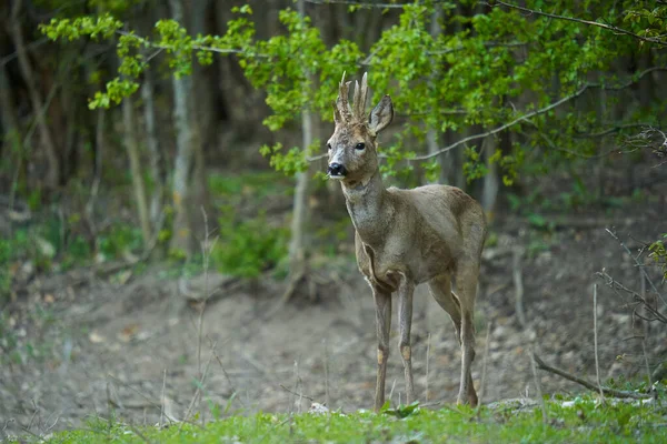 Ormandaki değişen kürk mevsiminde genç çaylak