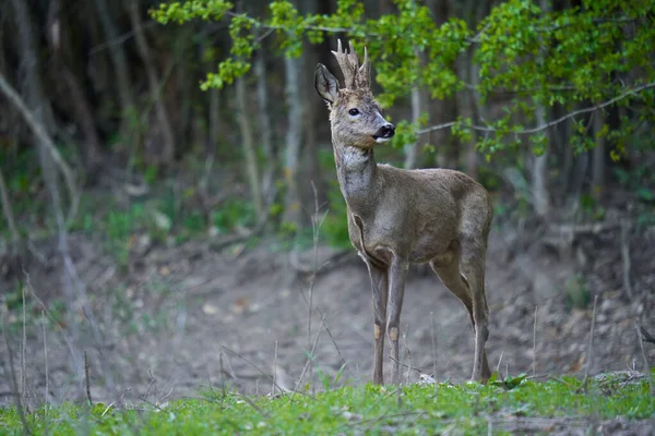 Young Roebuck Changing Fur Season Forest — Foto Stock