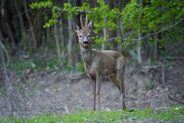 Ormandaki değişen kürk mevsiminde genç çaylak