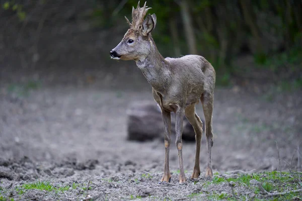 Ormandaki değişen kürk mevsiminde genç çaylak