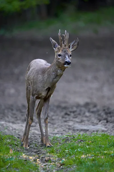 Young Roebuck Changing Fur Season Forest — Stock fotografie