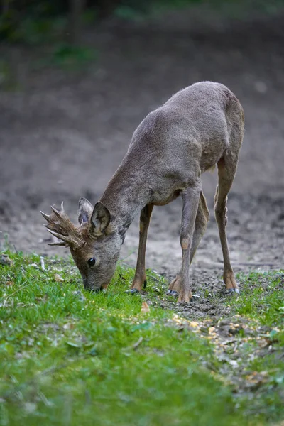 Young Roebuck Changing Fur Season Forest — Stok fotoğraf