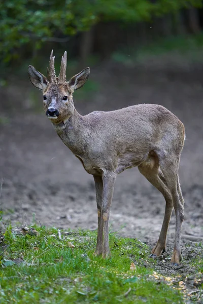 Ormandaki değişen kürk mevsiminde genç çaylak