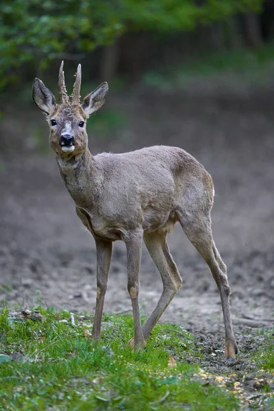 Young Roebuck Changing Fur Season Forest — Stockfoto