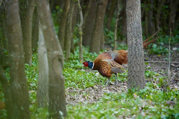 Pheasant Forest Territorial Display Mating Season — Zdjęcie stockowe