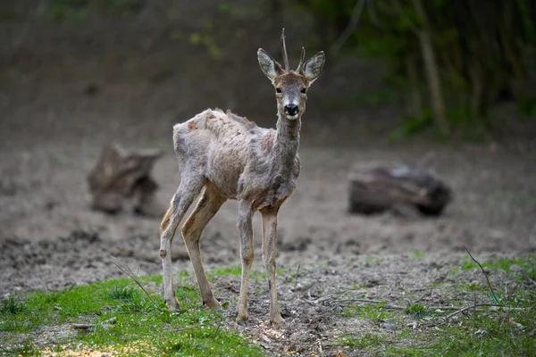 Ormandaki değişen kürk mevsiminde genç çaylak