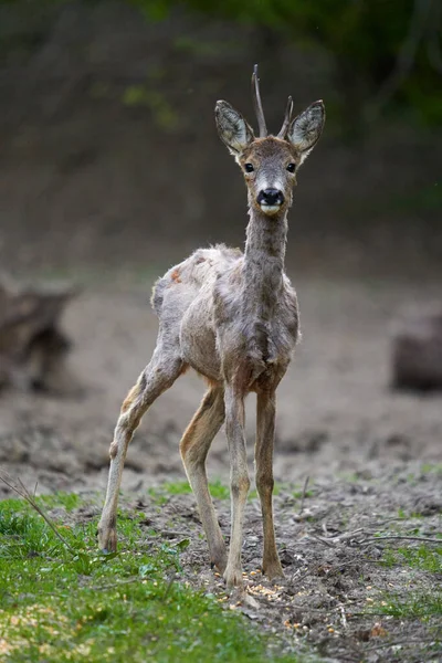 Young Roebuck Changing Fur Season Forest — 스톡 사진