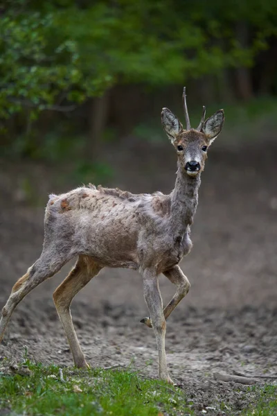 Young Roebuck Changing Fur Season Forest — 스톡 사진