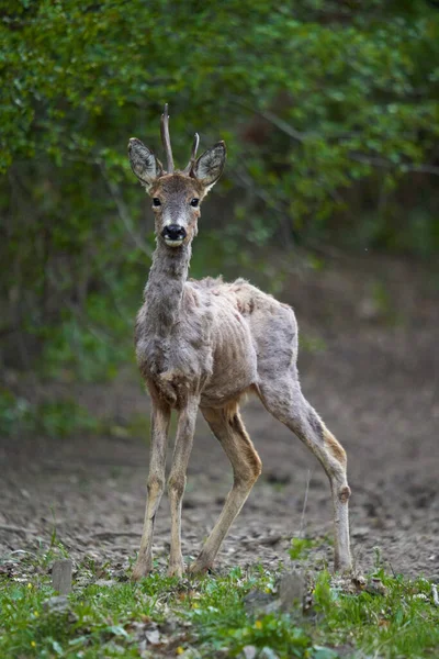 Ormandaki değişen kürk mevsiminde genç çaylak